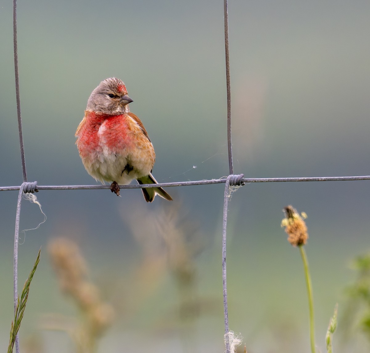 Eurasian Linnet - ML620022116