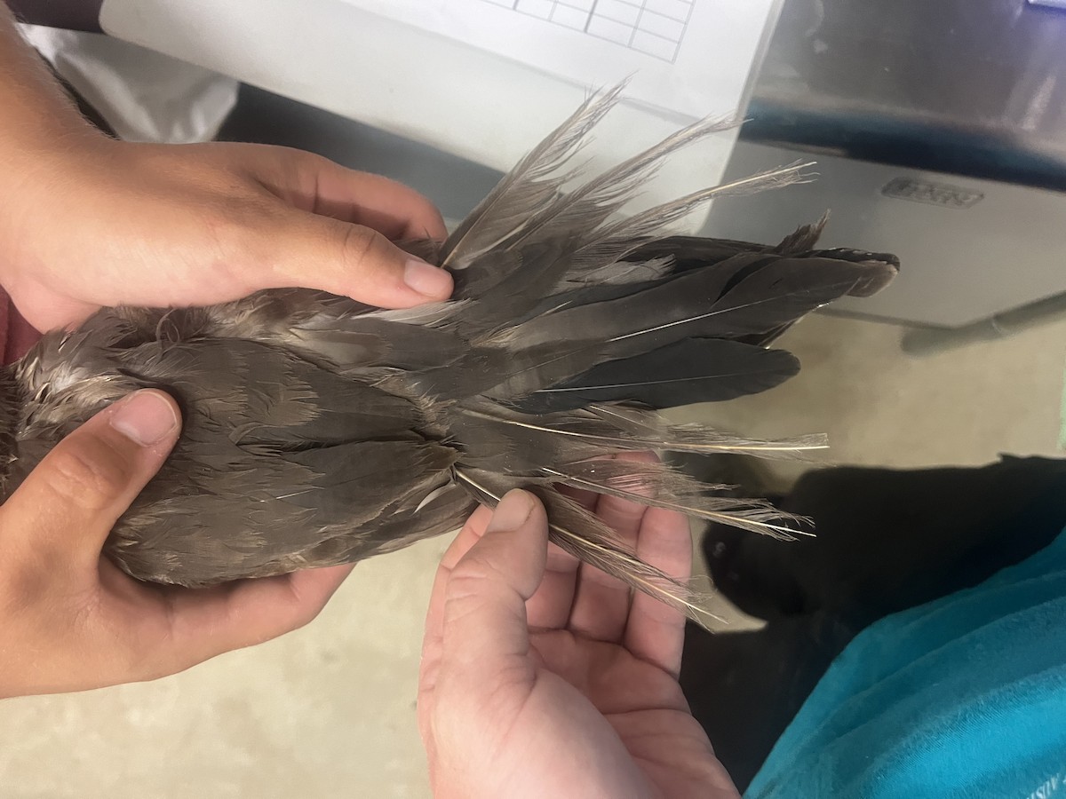 Brown/Black Noddy - ML620022121