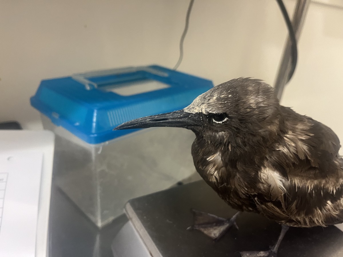 Brown/Black Noddy - ML620022122