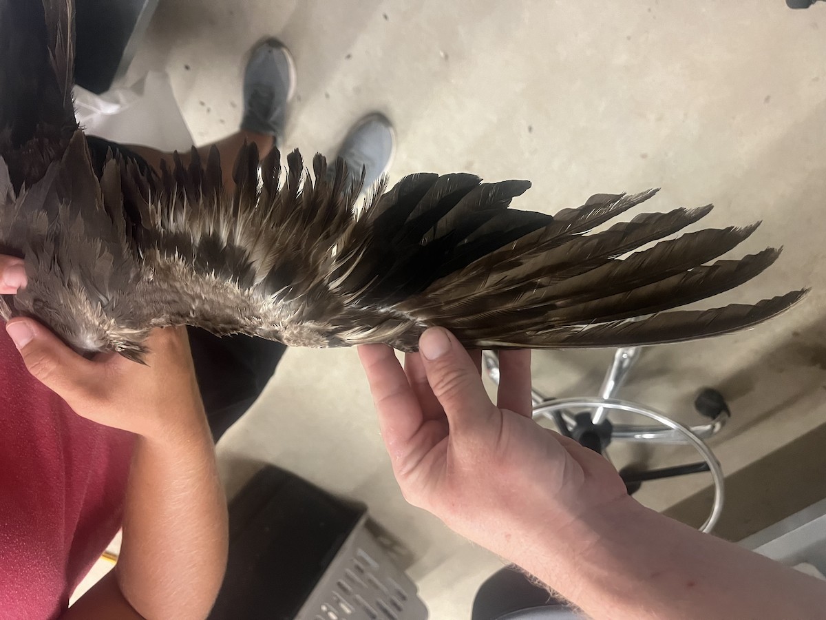 Brown/Black Noddy - ML620022123