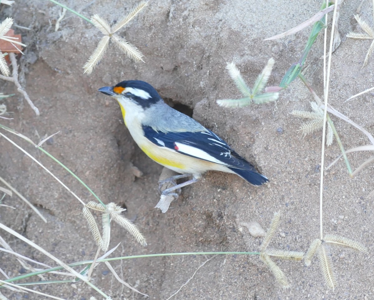 Pardalote à point jaune - ML620022129