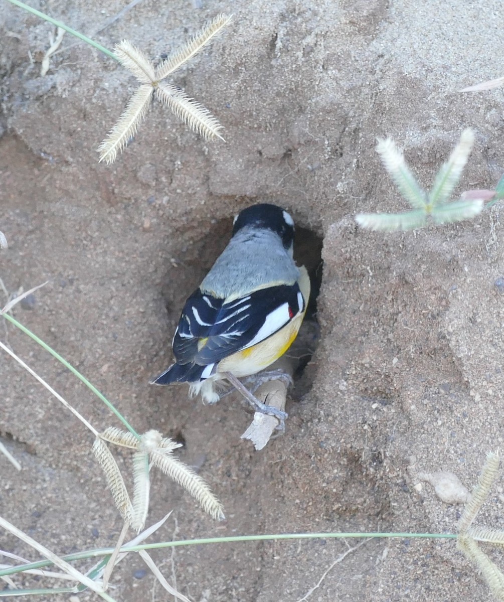 Pardalote à point jaune - ML620022130