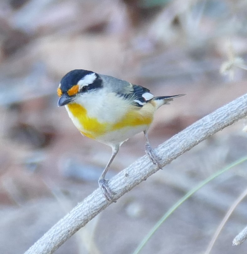 Striated Pardalote - ML620022138