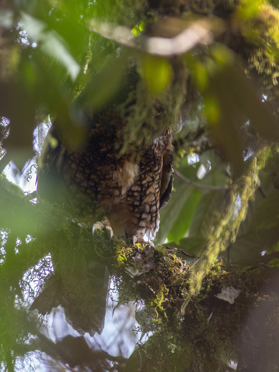 Himalayan Owl - ML620022152