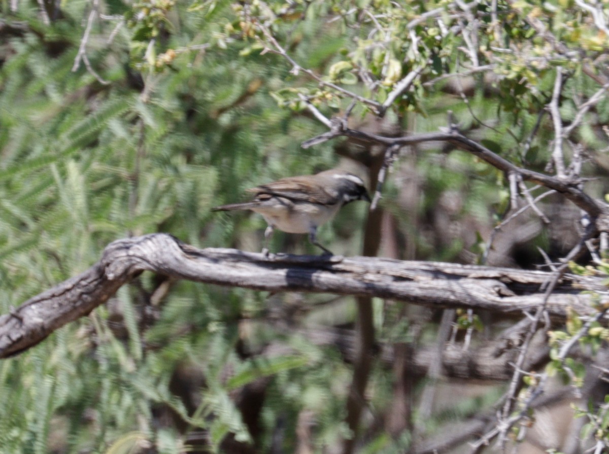 Black-throated Sparrow - ML620022169