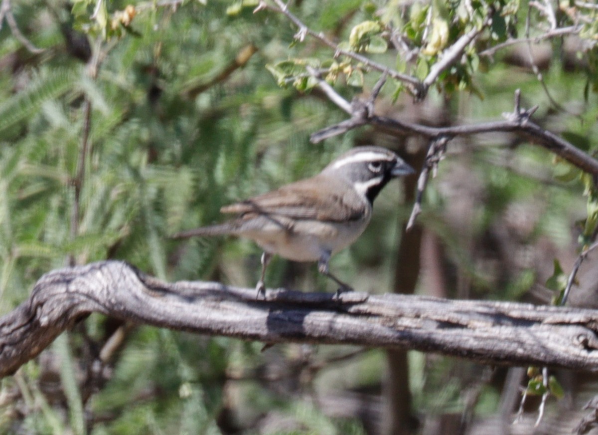 Black-throated Sparrow - ML620022179