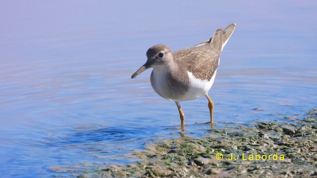 Common Sandpiper - ML620022204