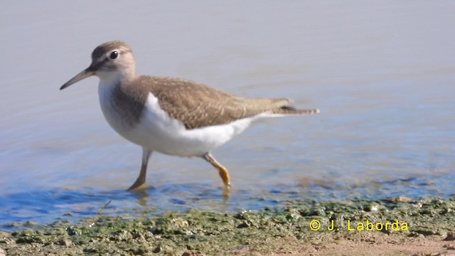 Common Sandpiper - ML620022207