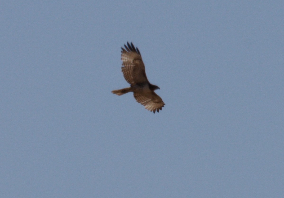 Red-tailed Hawk - ML620022208