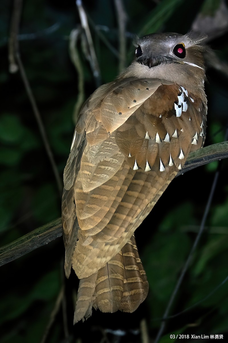 Large Frogmouth - ML620022211