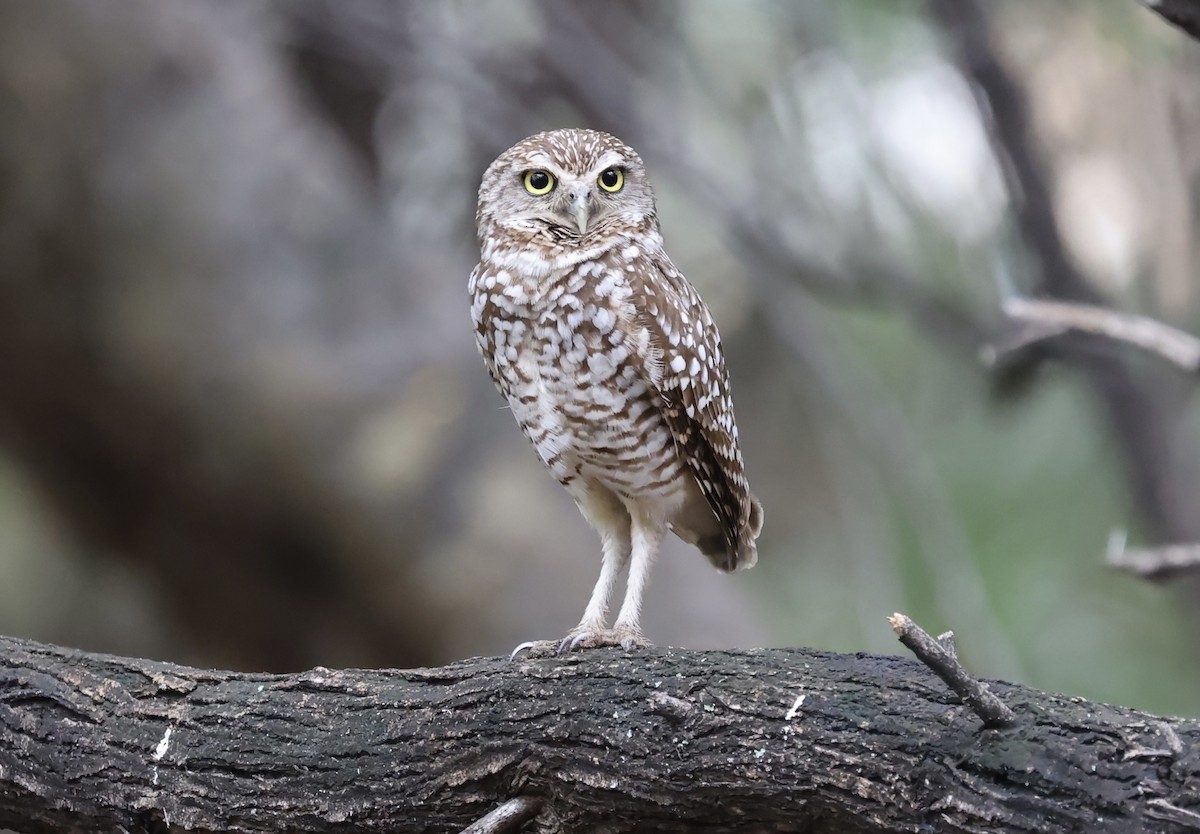 Burrowing Owl - ML620022233