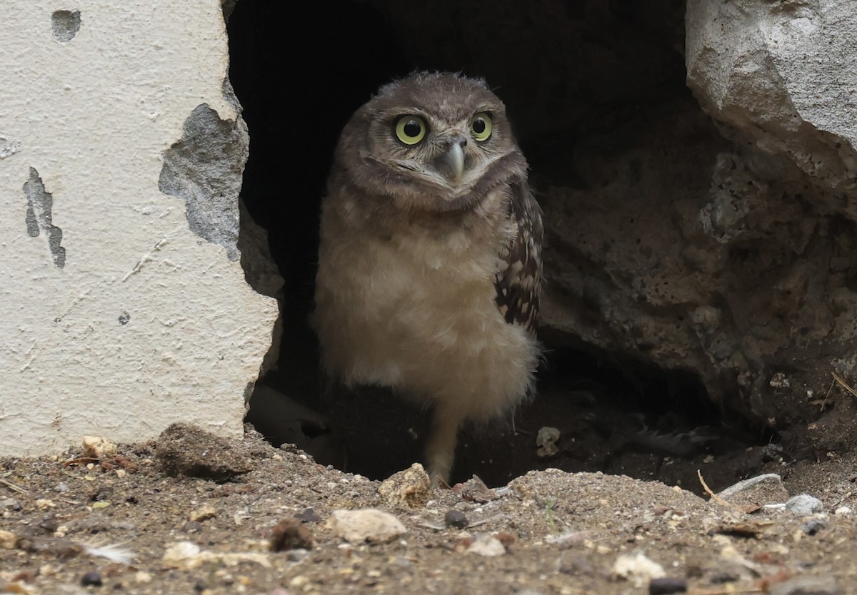 Burrowing Owl - ML620022234
