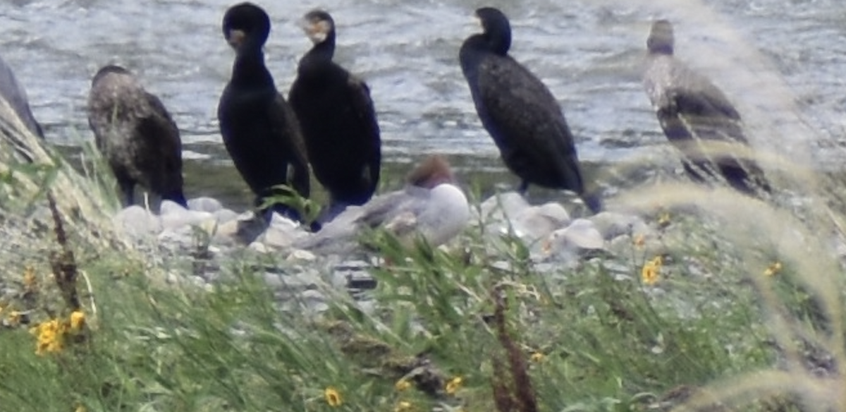 Common Merganser - ML620022237