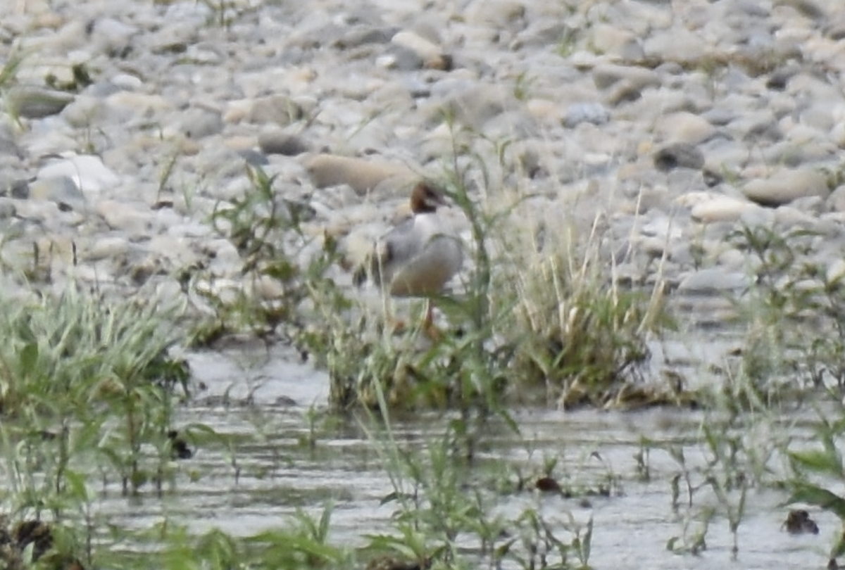 Common Merganser - ML620022239