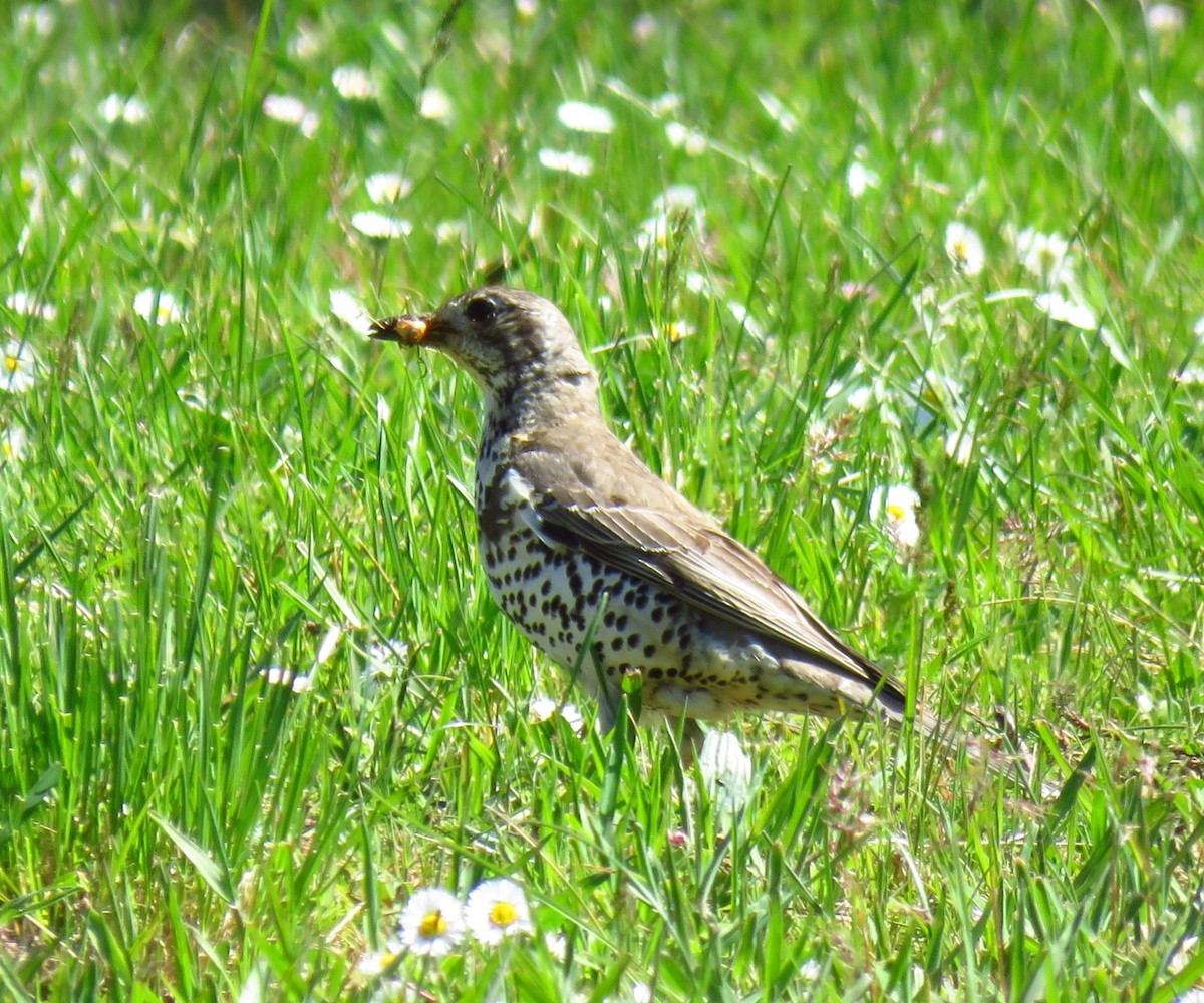 Бужмаг хөөндэй - ML620022245