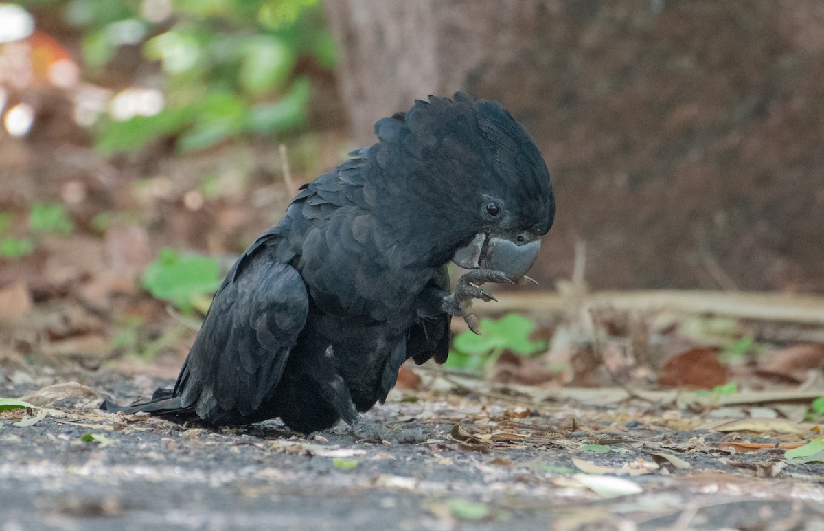 Red-tailed Black-Cockatoo - ML620022256