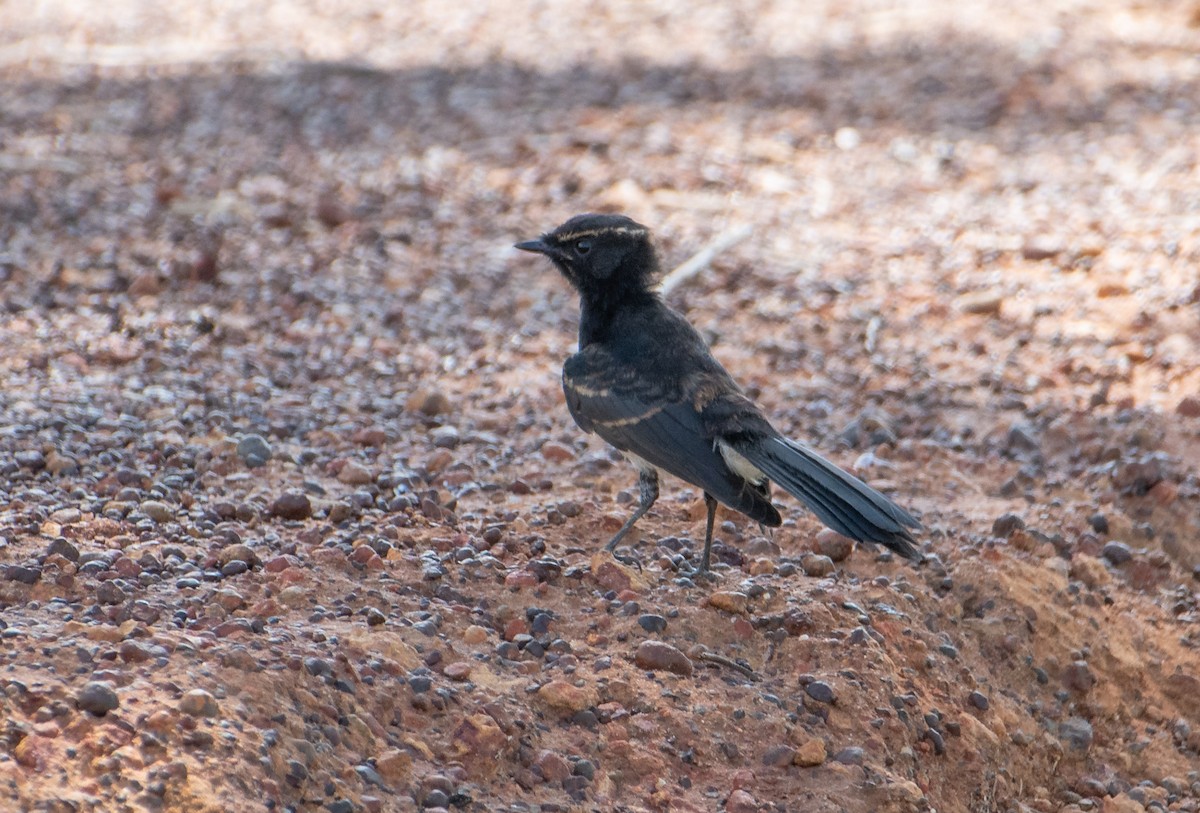 Willie-wagtail - ML620022257