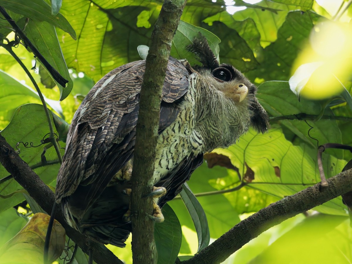 Barred Eagle-Owl - ML620022264