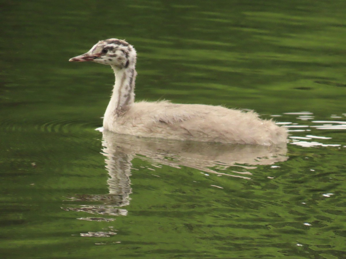 Great Crested Grebe - ML620022268