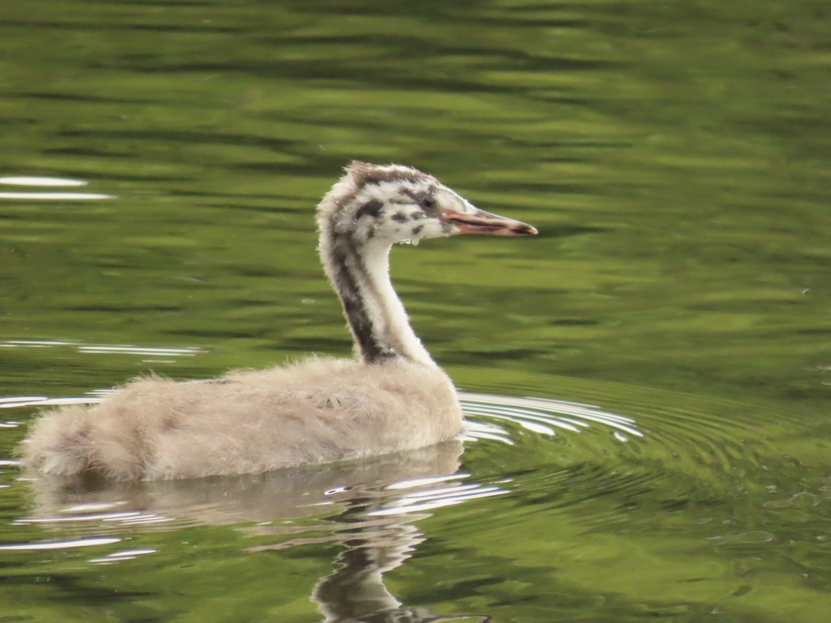 Great Crested Grebe - ML620022269