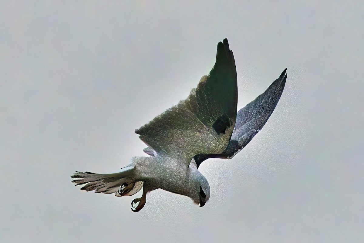 Black-shouldered Kite - ML620022270