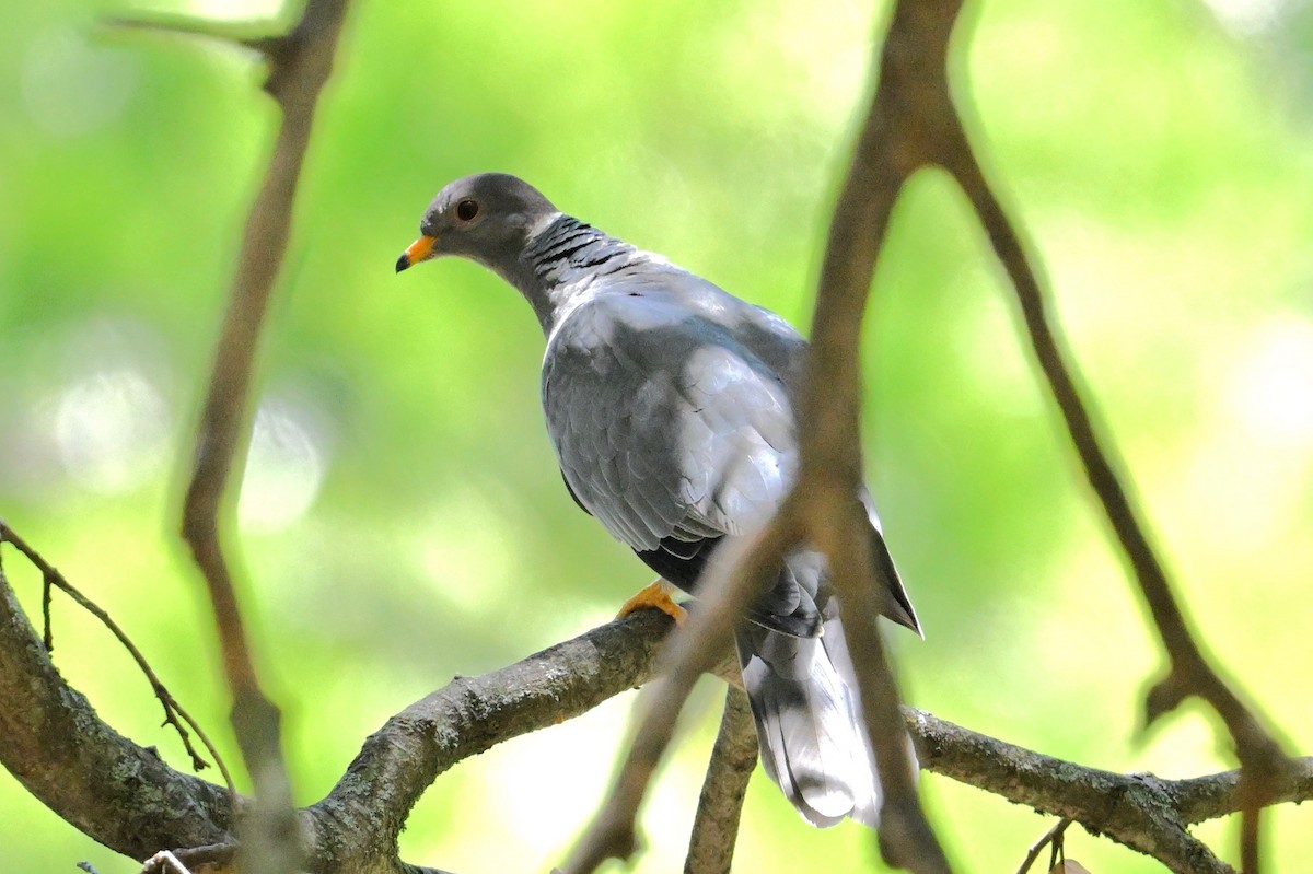 Band-tailed Pigeon - ML620022271