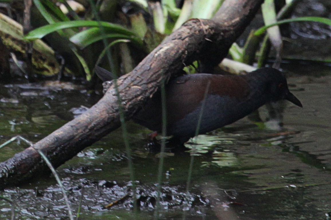 Spotless Crake - Martyn Covey