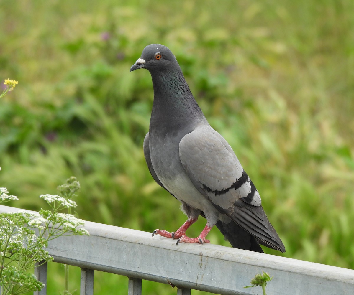 Rock Pigeon (Feral Pigeon) - ML620022298
