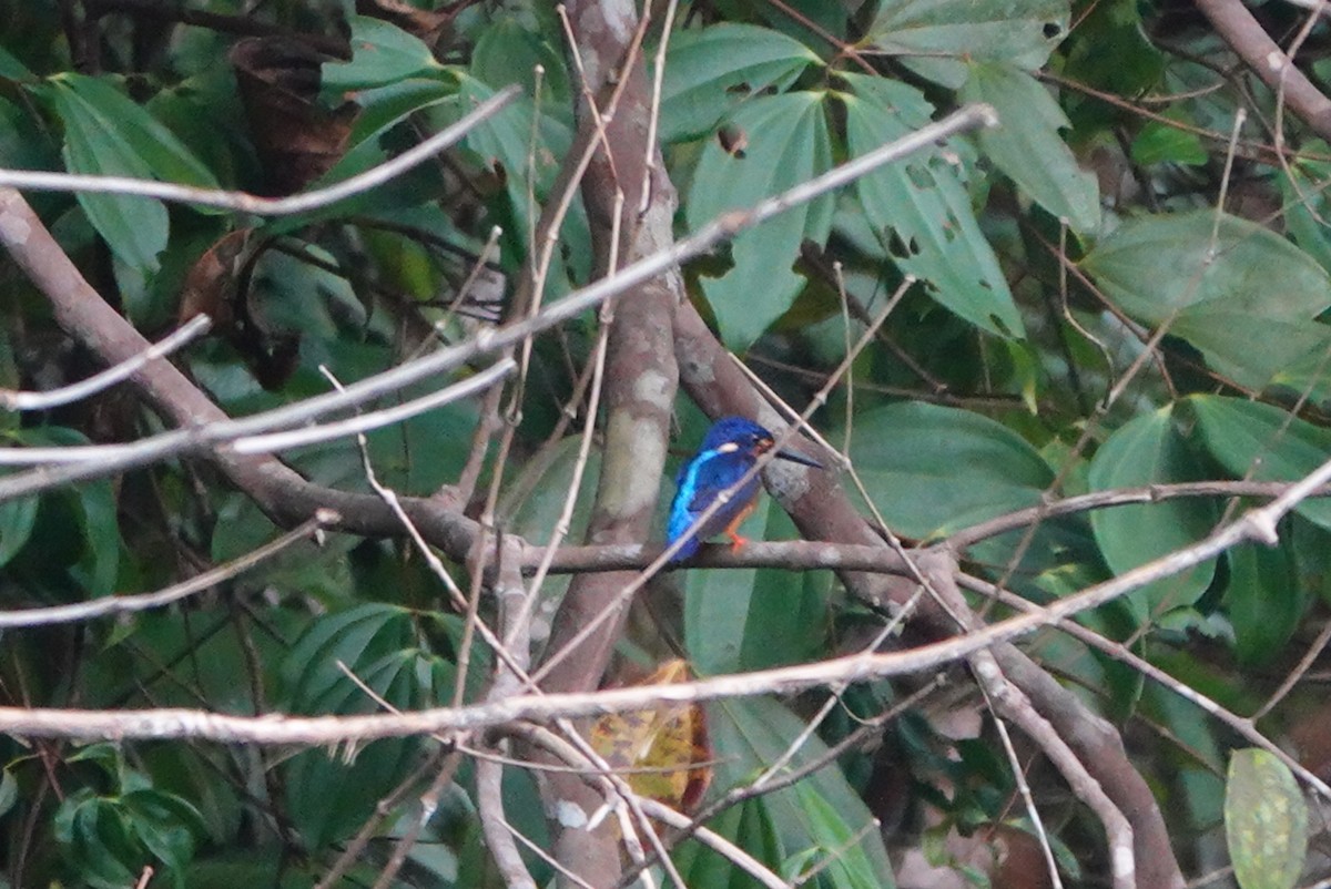 Blue-eared Kingfisher - ML620022302