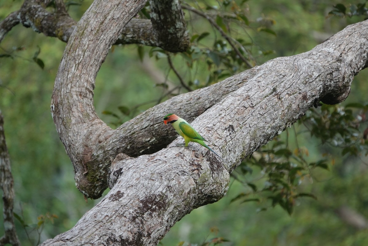 Long-tailed Parakeet - ML620022306