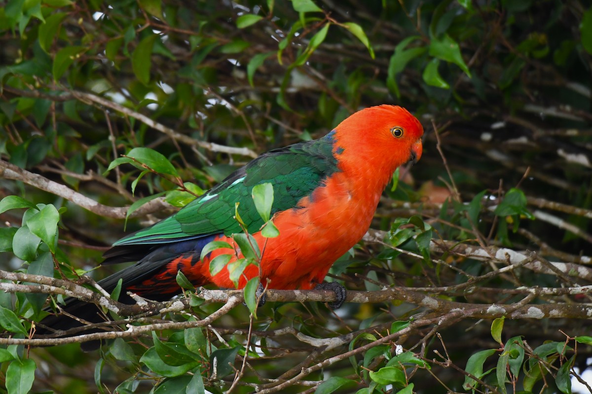 Australian King-Parrot - ML620022315