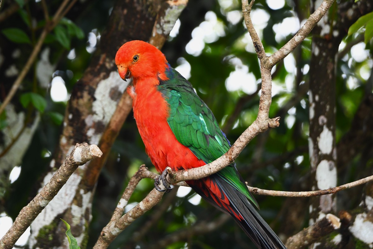 Australian King-Parrot - ML620022316