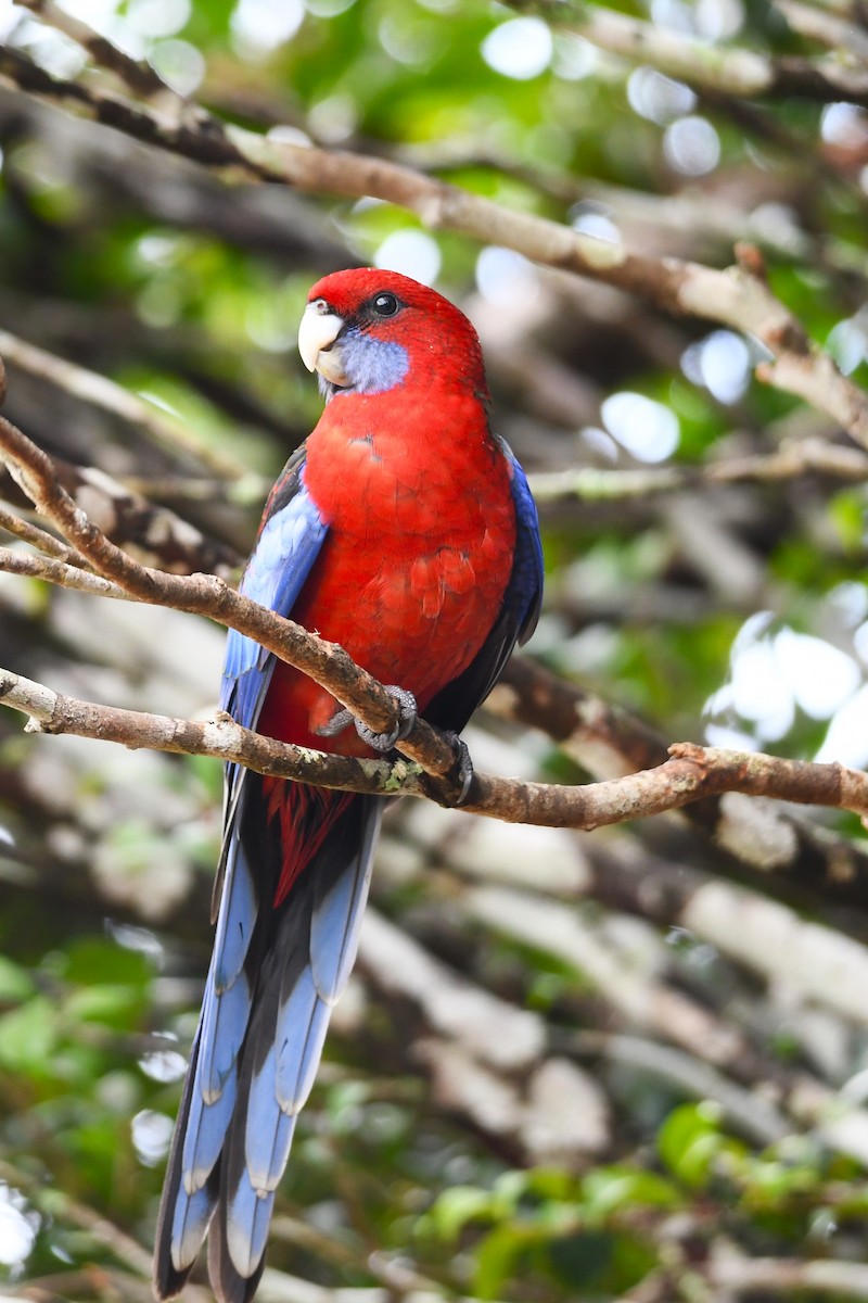 Crimson Rosella - ML620022318