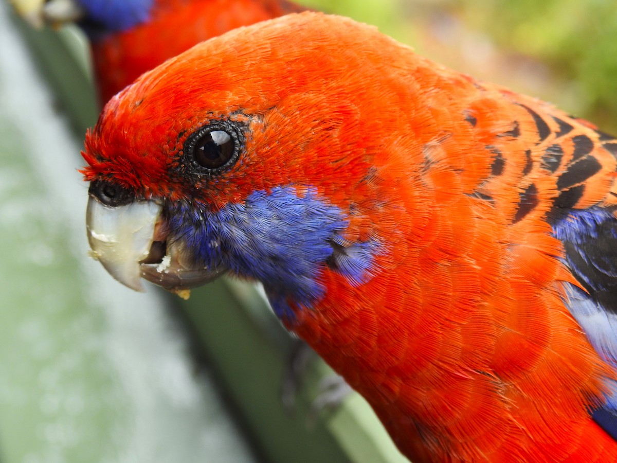 Crimson Rosella - ML620022319