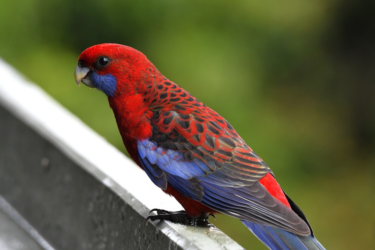 Crimson Rosella - ML620022320