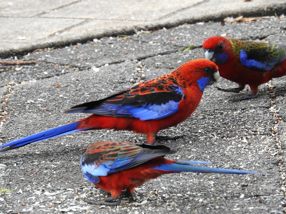 Crimson Rosella - ML620022321