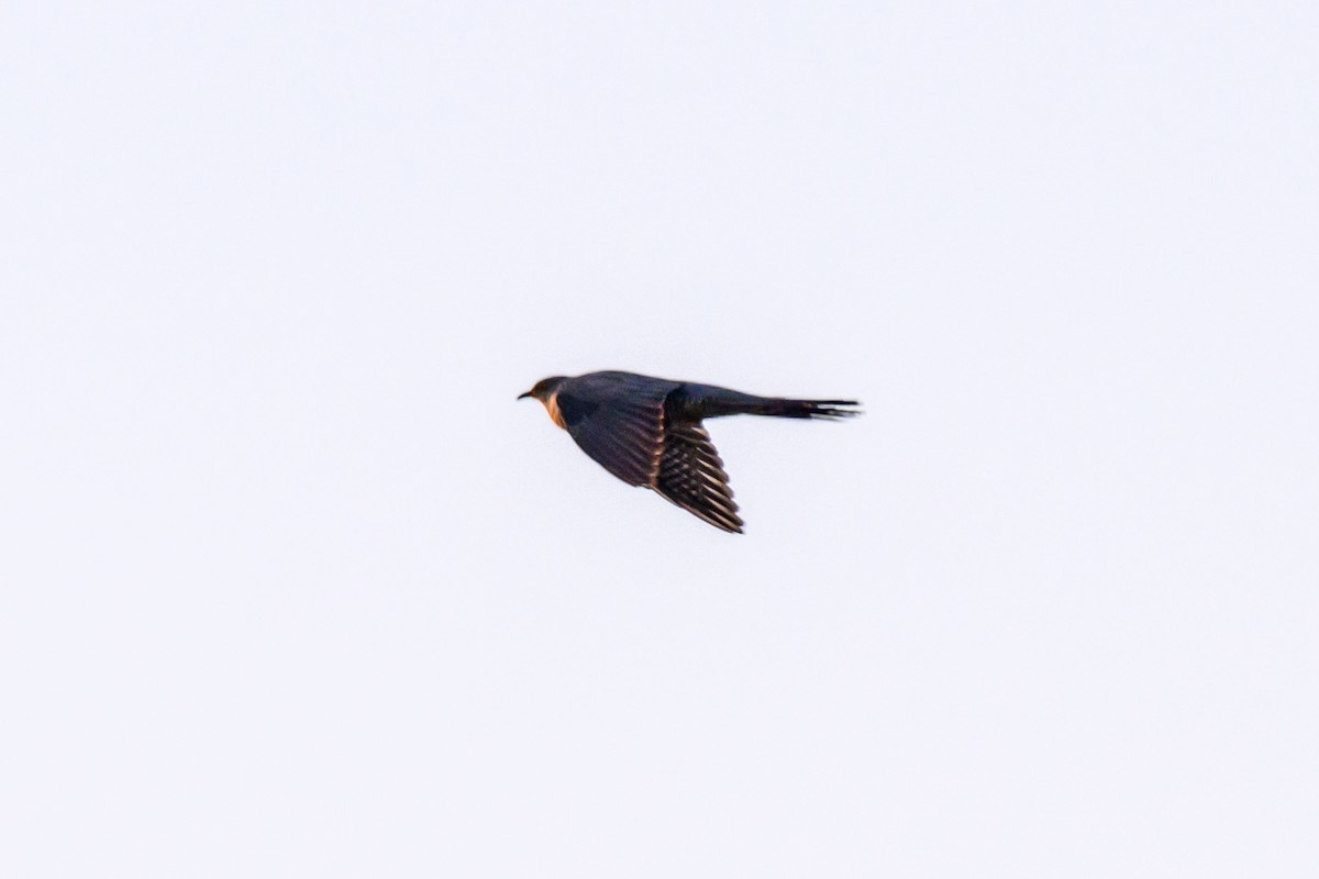 Common Cuckoo - ML620022329