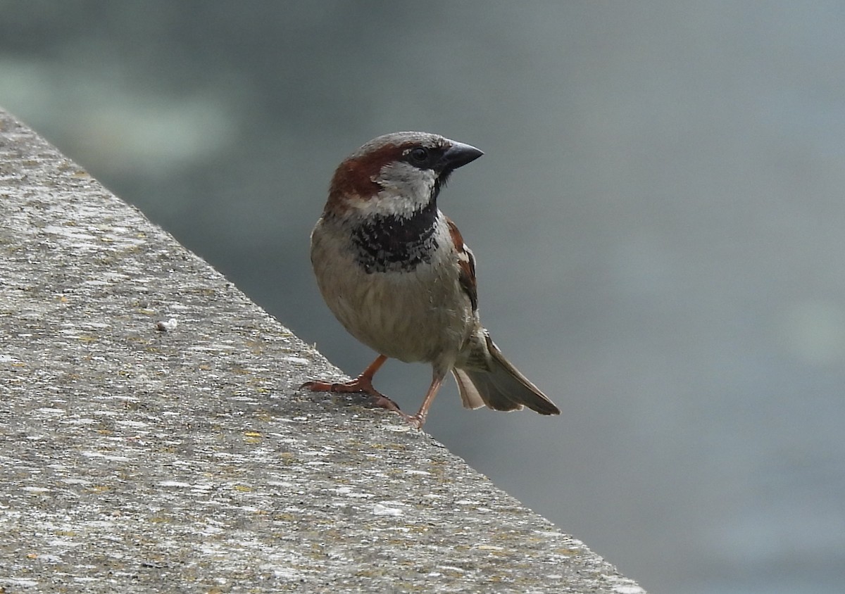 House Sparrow - ML620022344