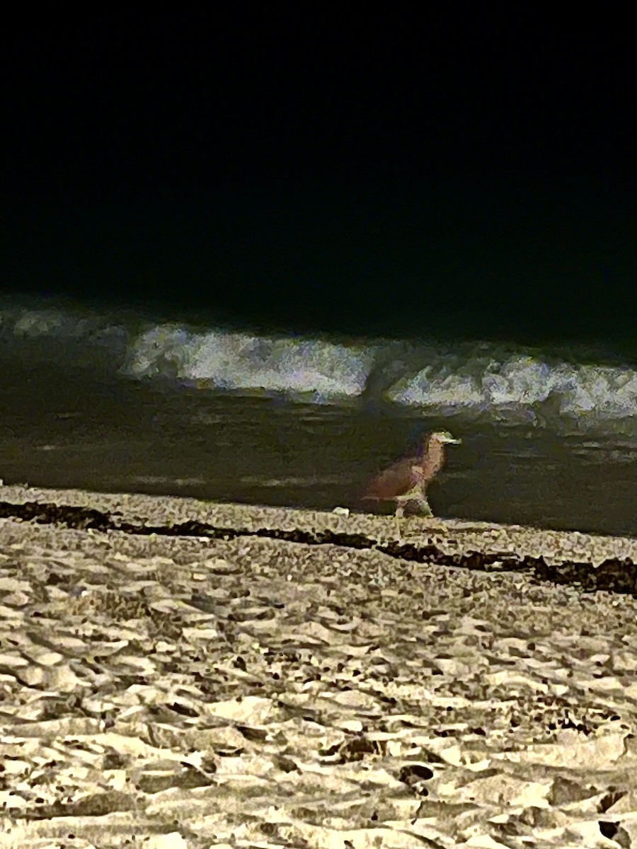 Nankeen Night Heron - ML620022349