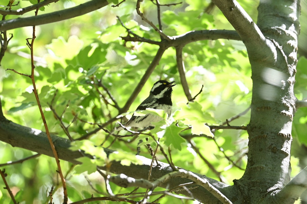 Black-throated Gray Warbler - ML620022372