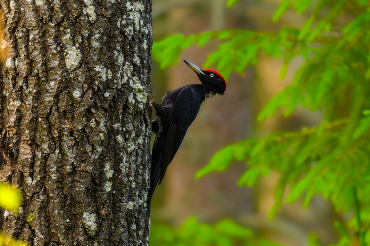 Black Woodpecker - ML620022392