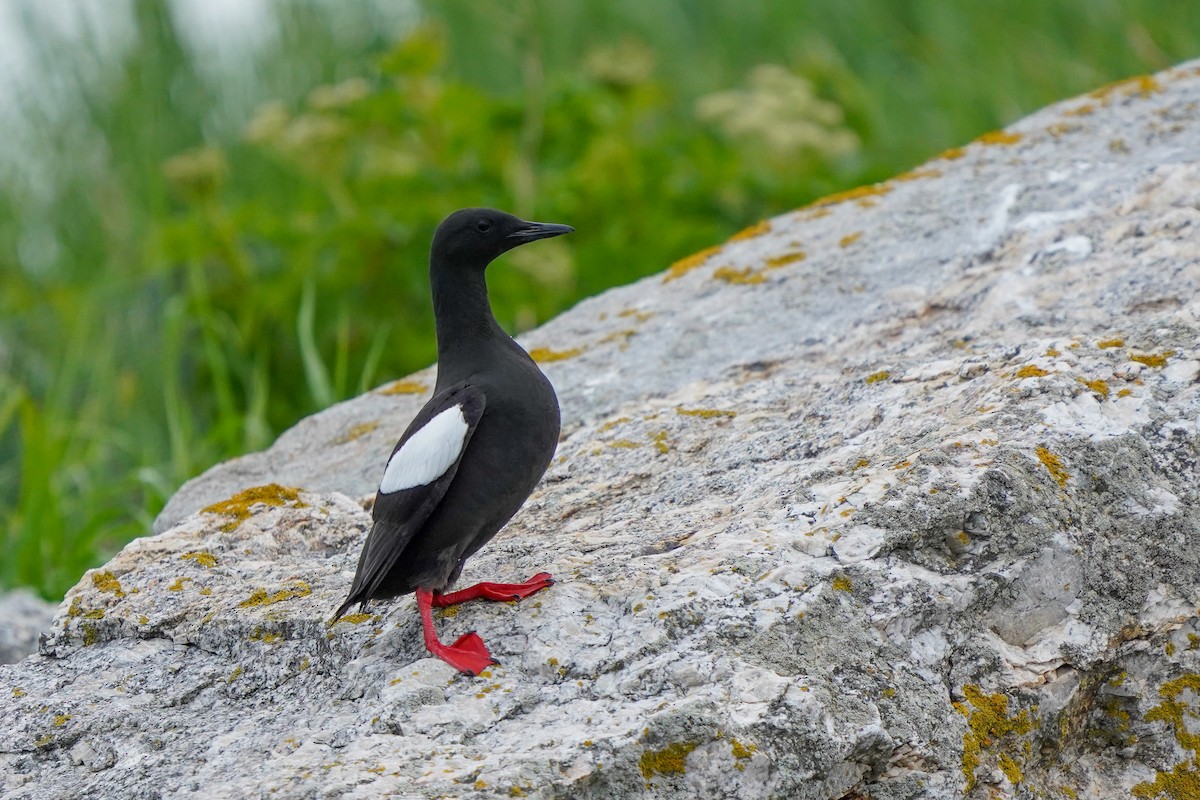 Black Guillemot - ML620022399