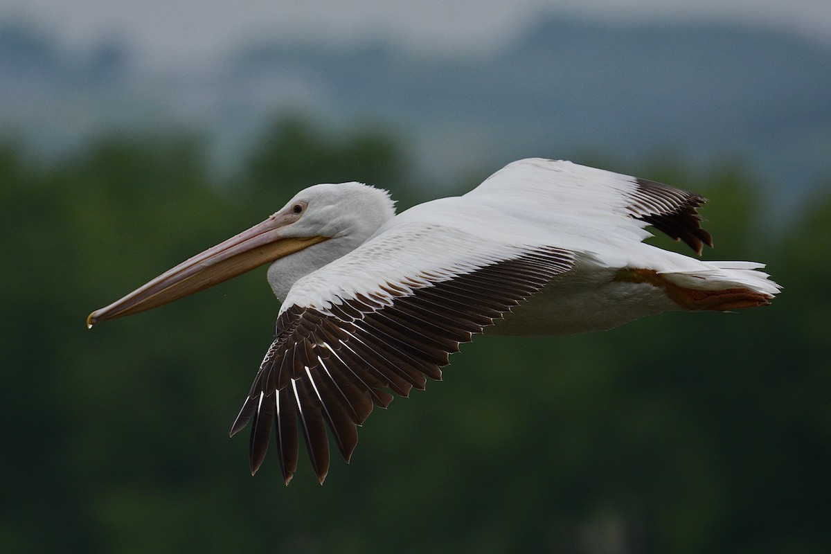 American White Pelican - ML620022403