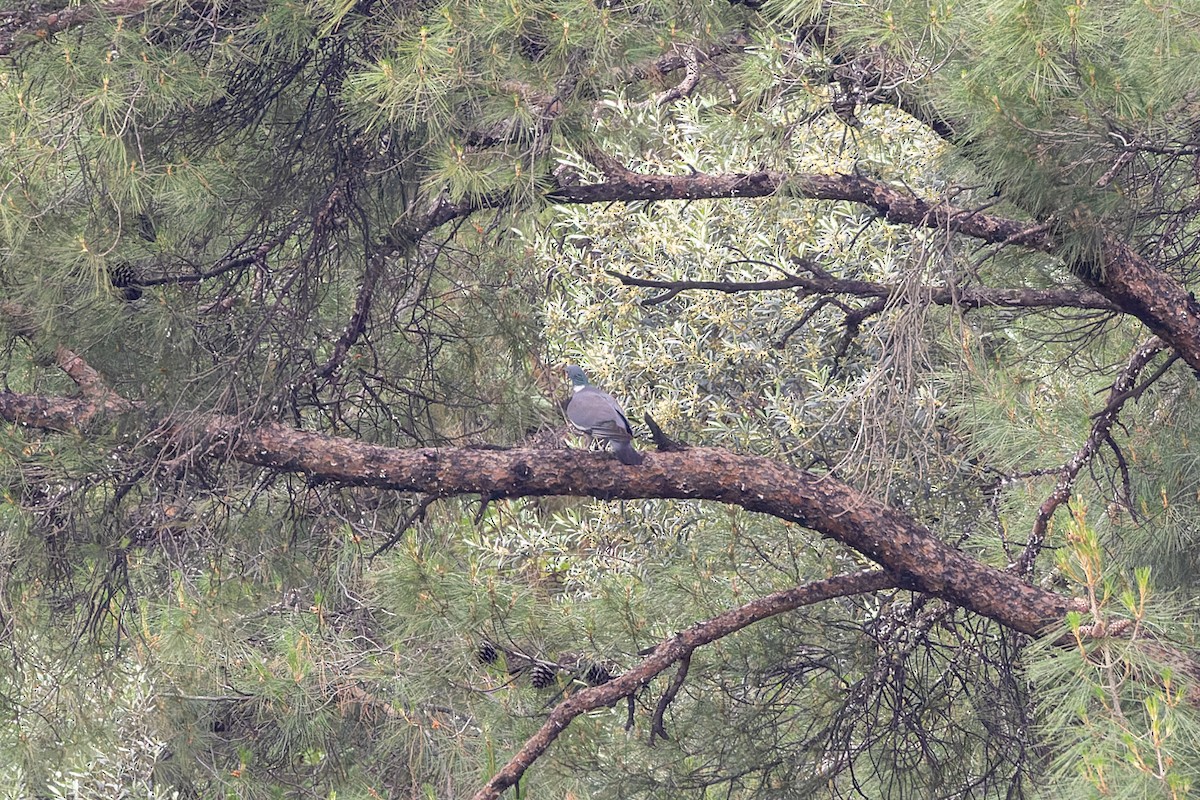 Common Wood-Pigeon - ML620022405