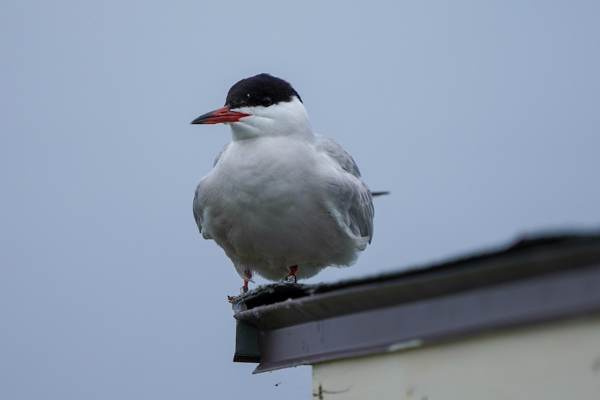 Common Tern - ML620022422