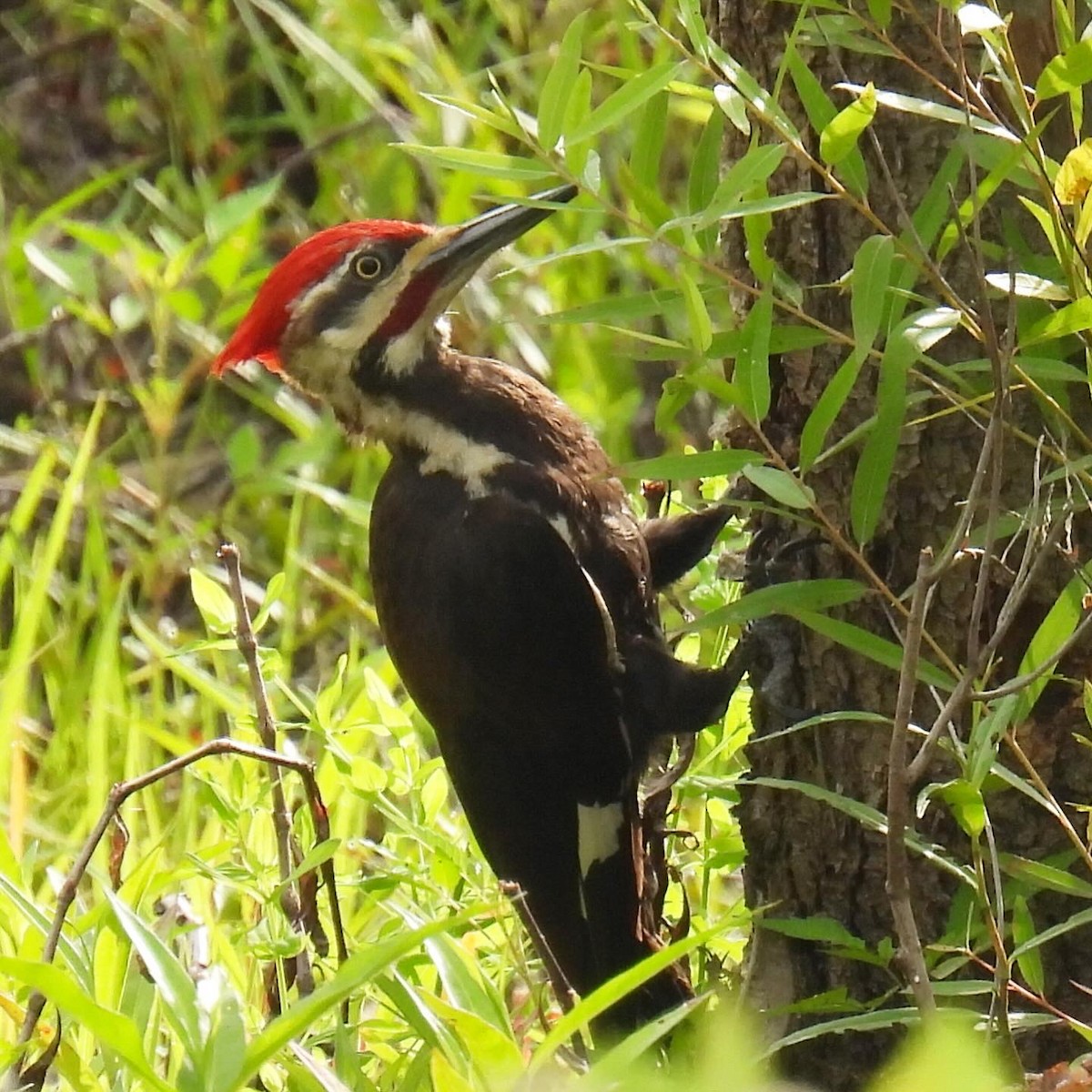 Pileated Woodpecker - ML620022425