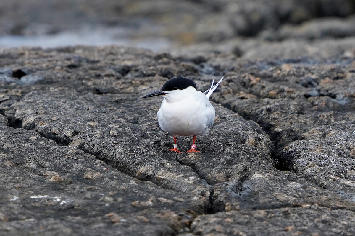 Roseate Tern - ML620022431