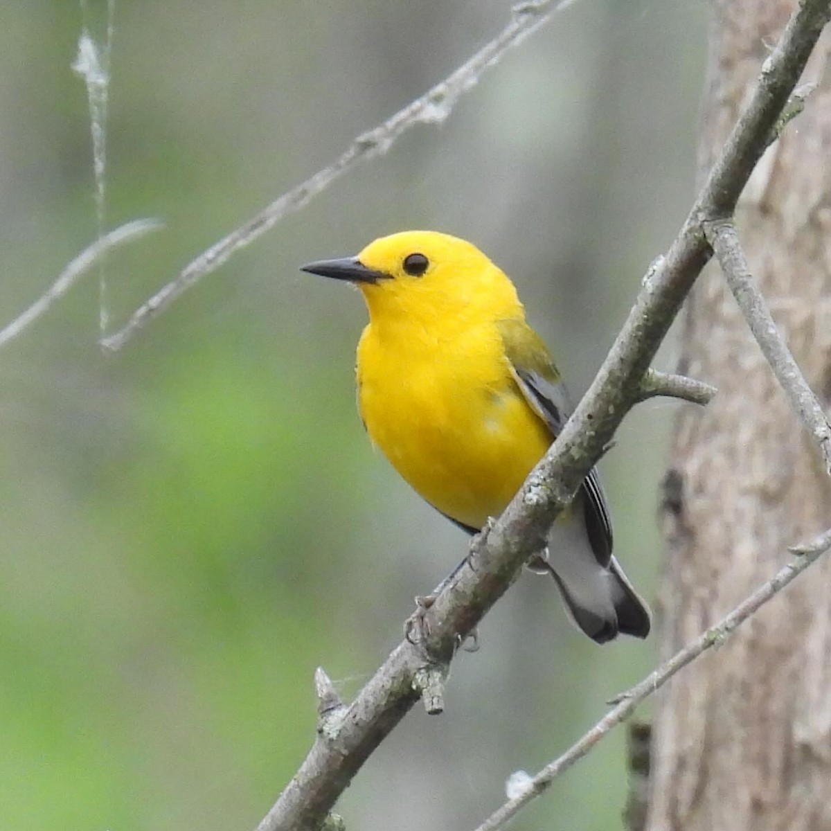 Prothonotary Warbler - ML620022433