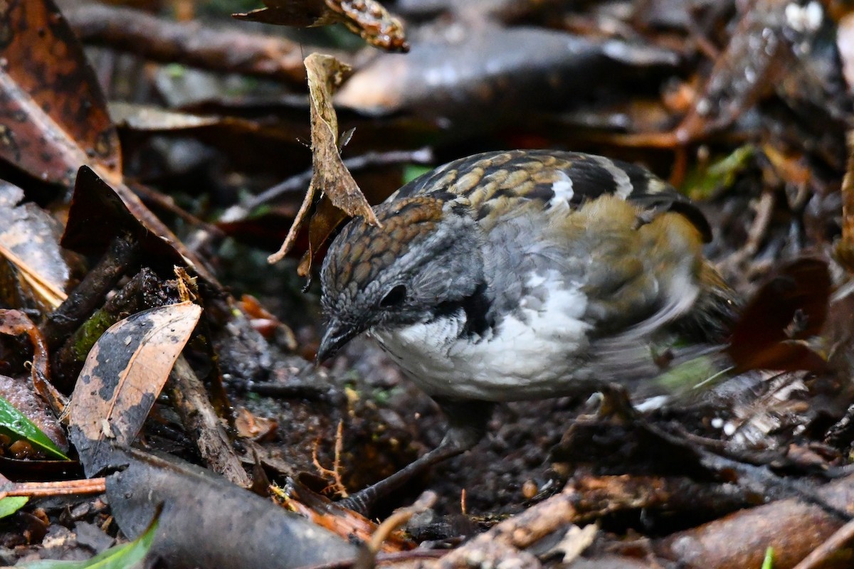 Australian Logrunner - ML620022434