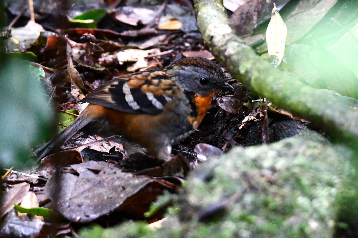 Australian Logrunner - ML620022435